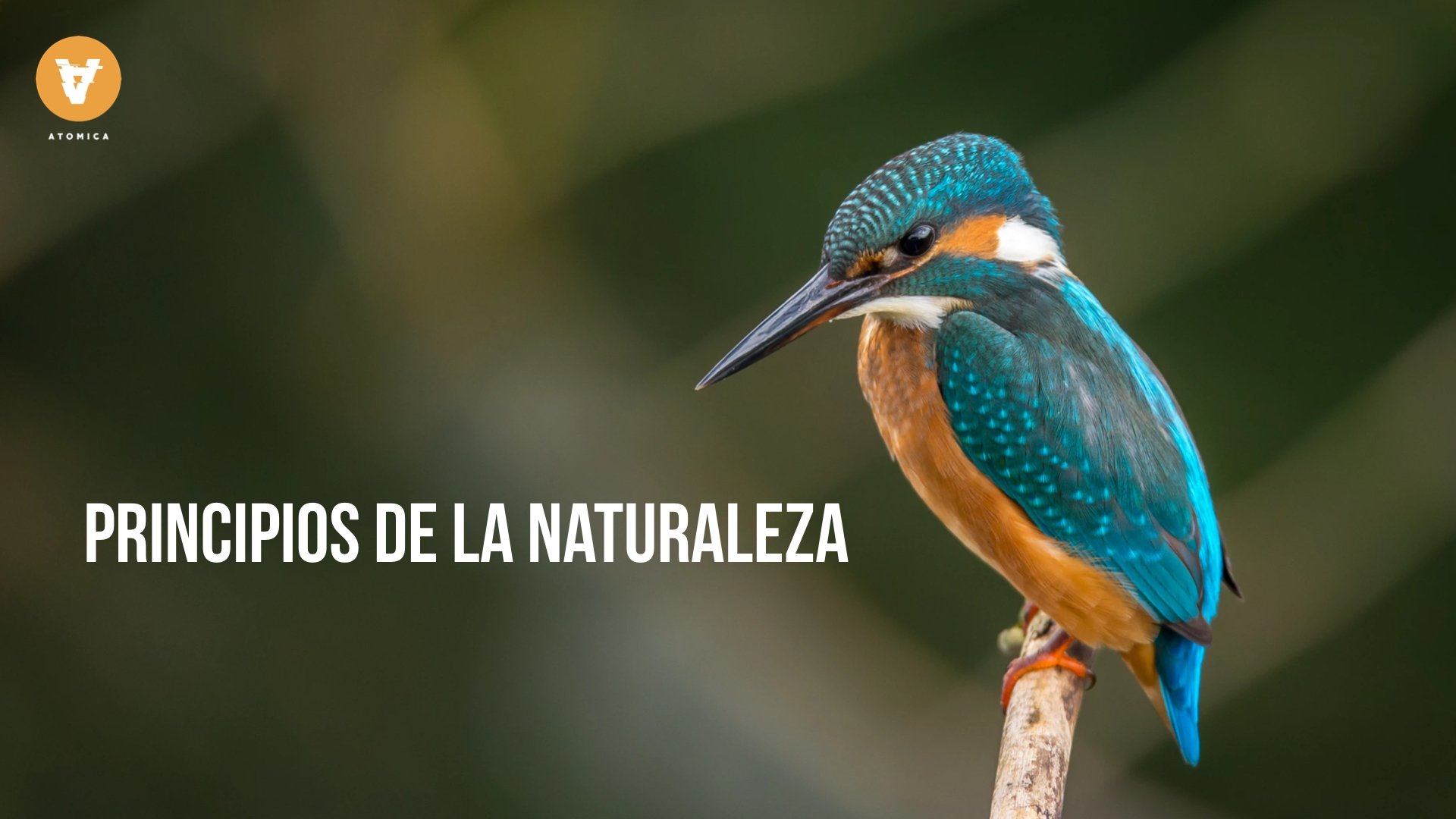 emprendimiento y mindfulness principios de la naturaleza operacion evolucion
